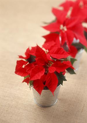 日立や水戸でのブランドリサイクルなら